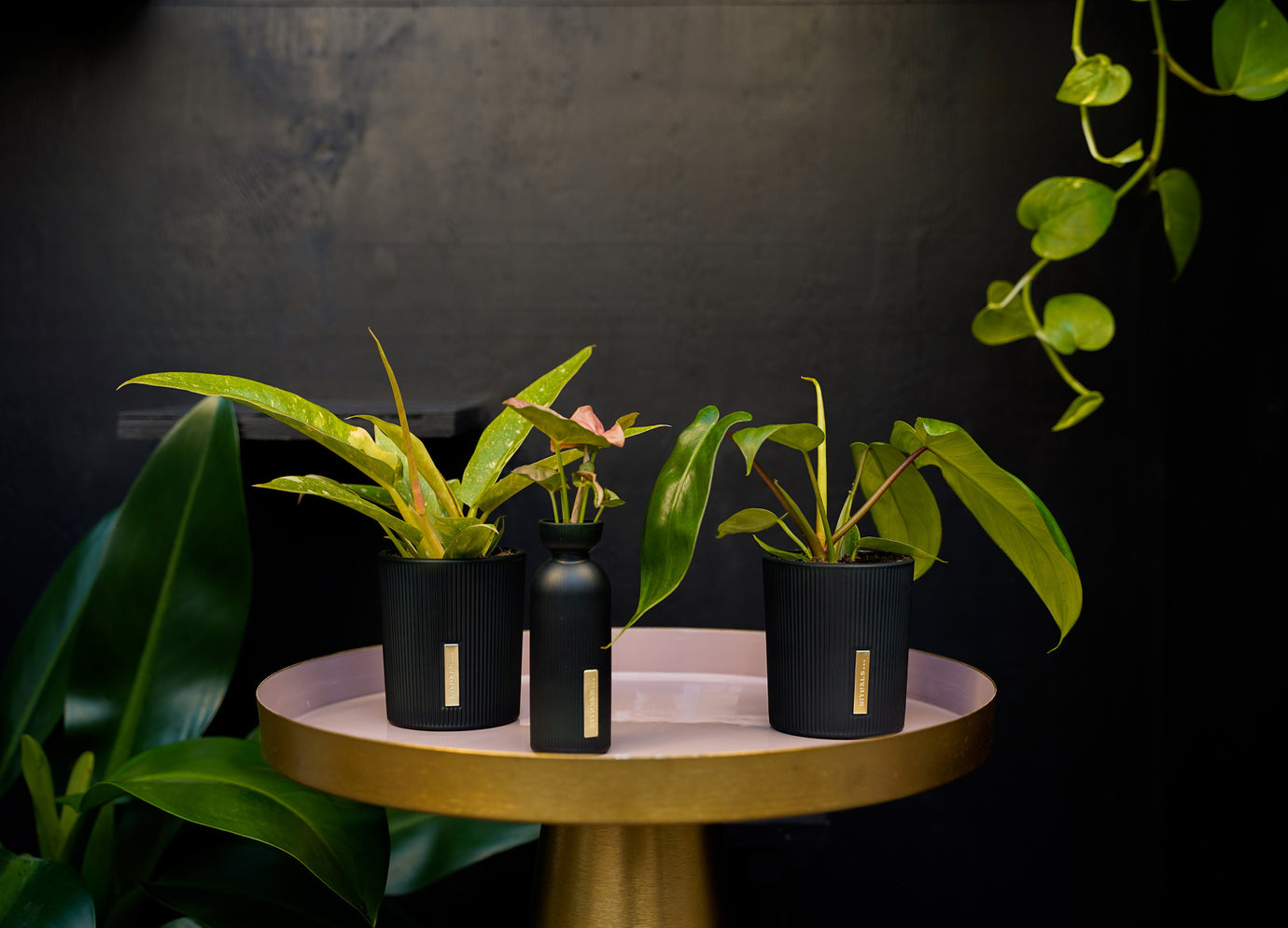 Intenz | Exclusive plants for modern living | Webshop – intenz