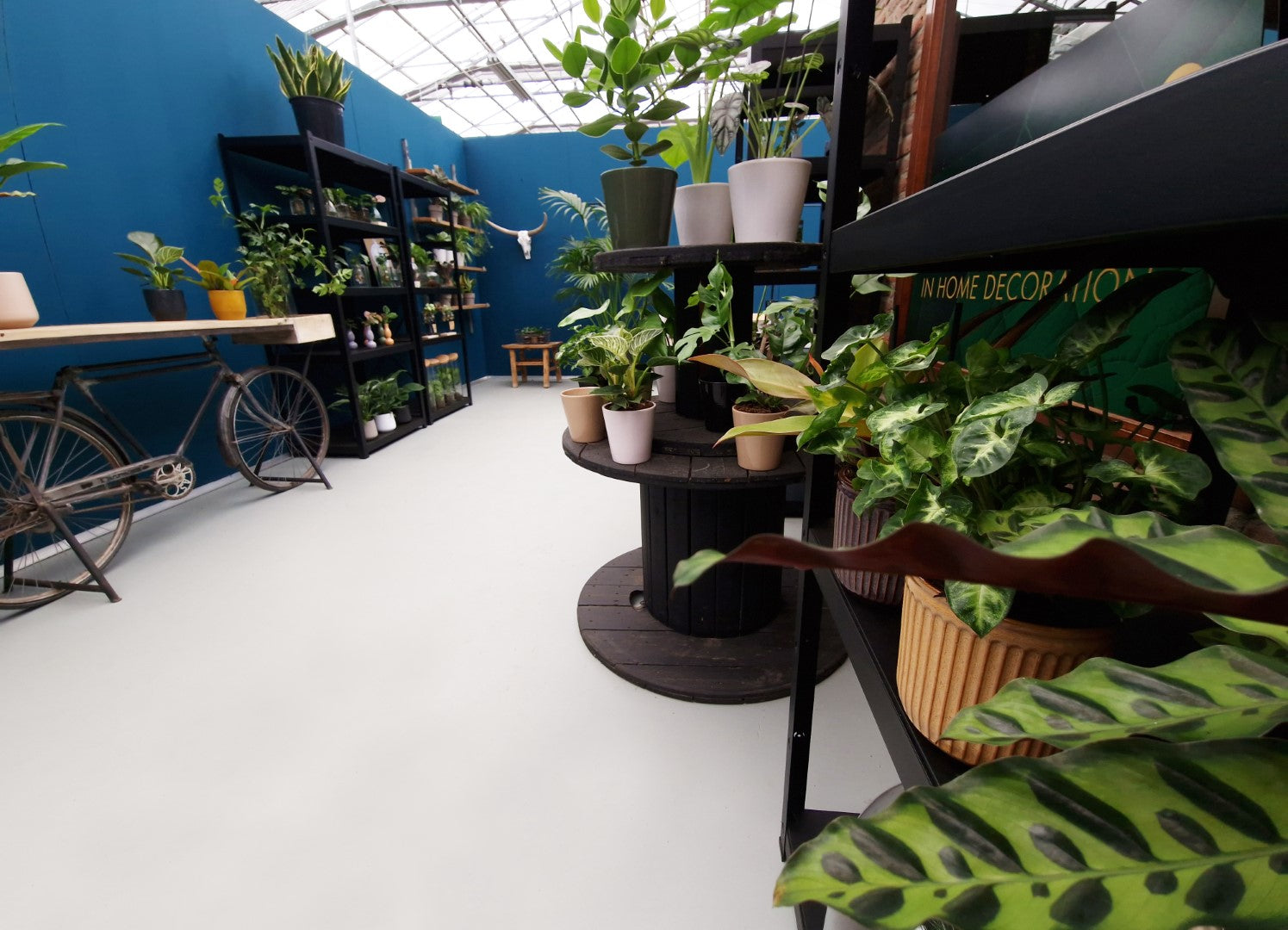 Intenz Concept Store met kamerplanten