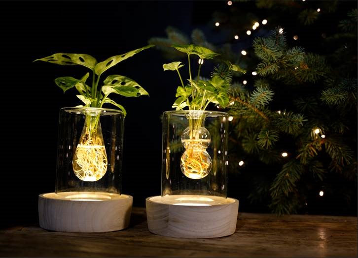 Hydroponie concept met LED lichtje met kerstboom op de achtergrond