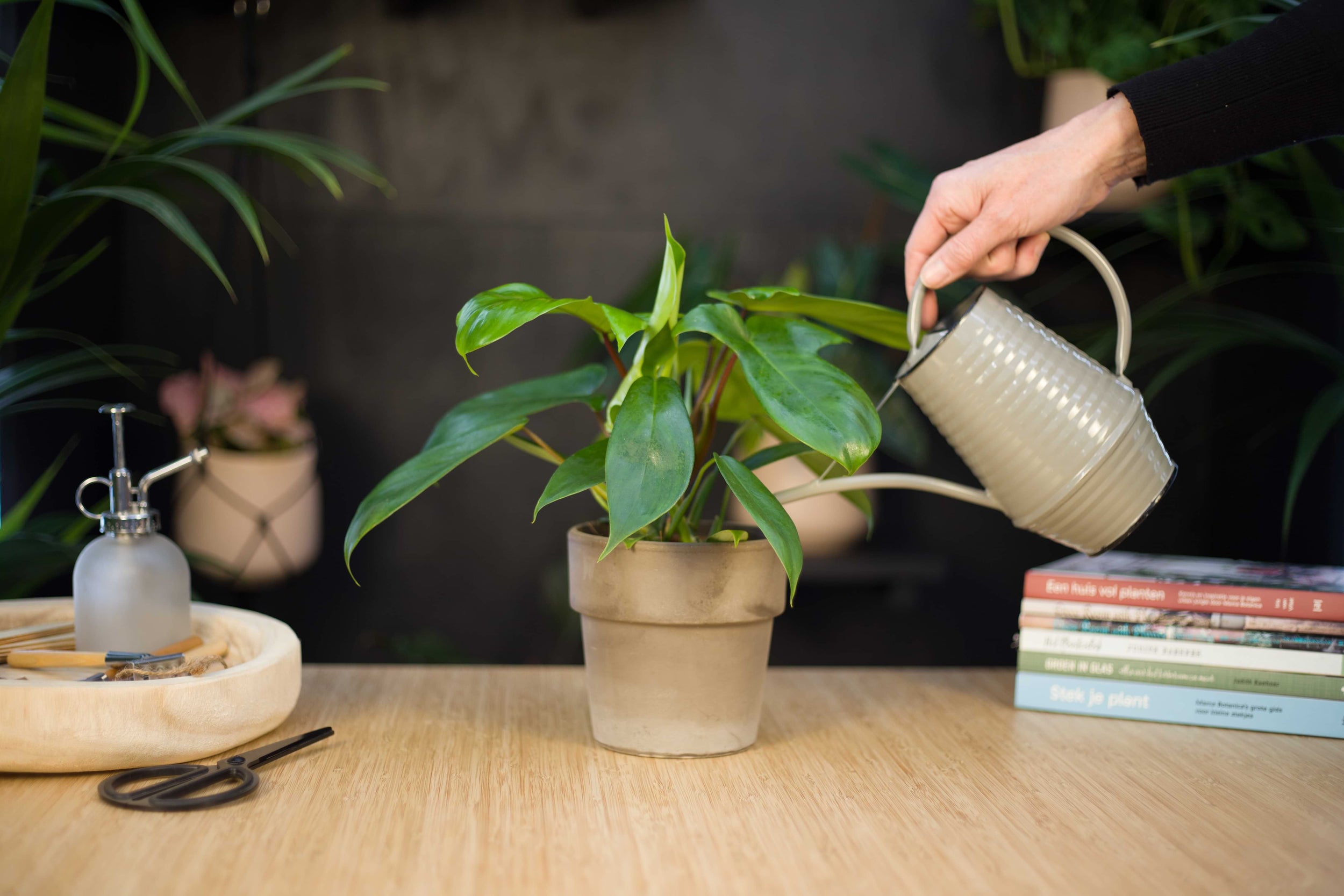 Verzorgingstips voor jouw kamerplanten