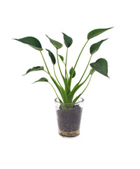 Kamerplant, Alocasia, in glazen vaas