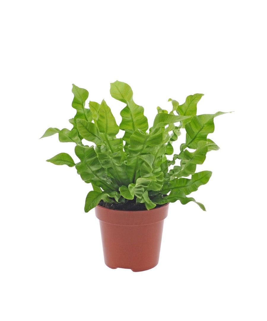 Asplenium Crispy Wave | 25cm | krulvaren | met pot naar keuze