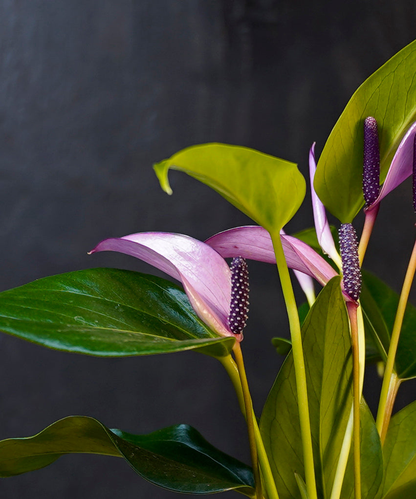 Anthurium paars