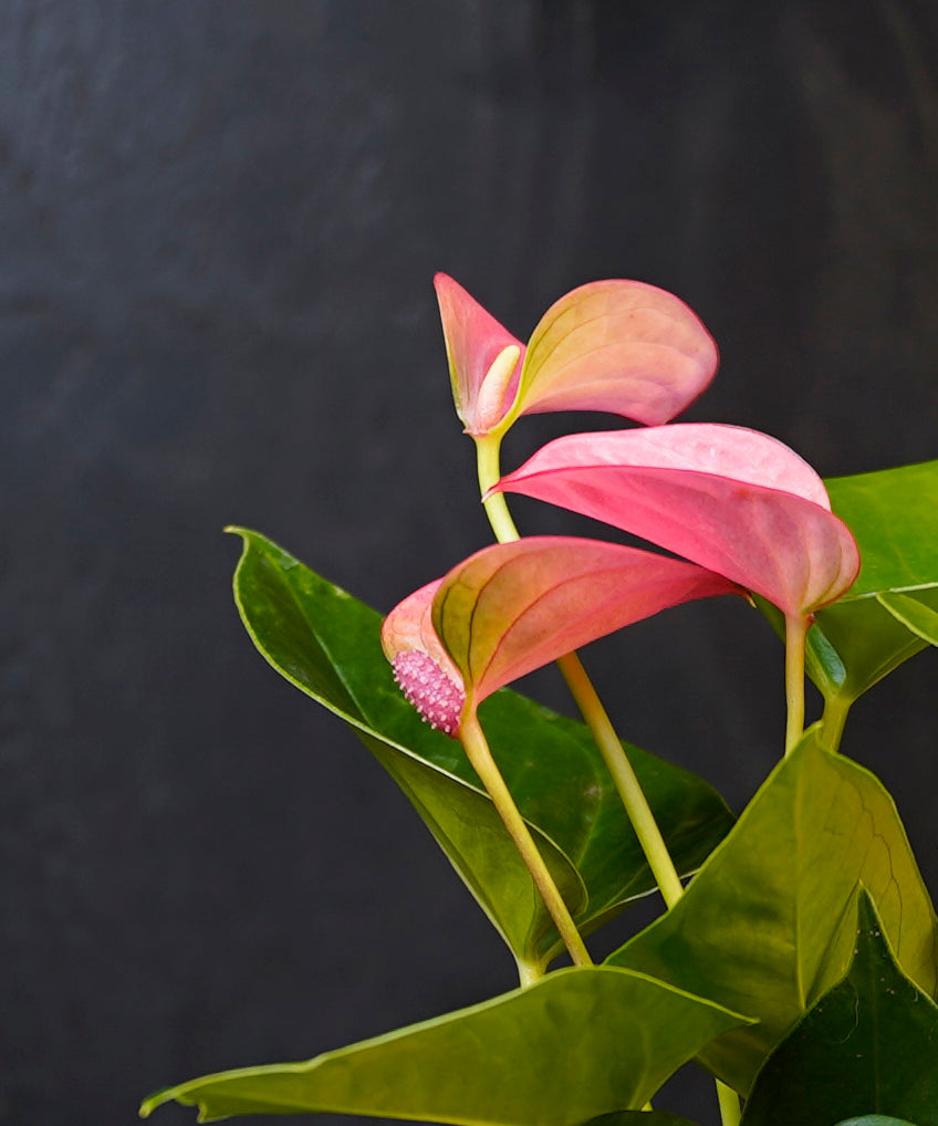 Anthurium roze