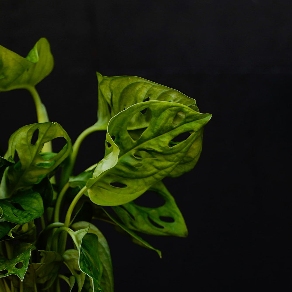 Stekje in water | Monstera Adansonii | Gatenplant | Large