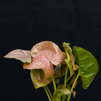 Blad Syngonium Neon stekje