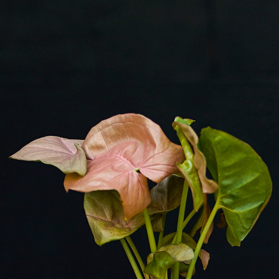 Blad Syngonium Neon stekje