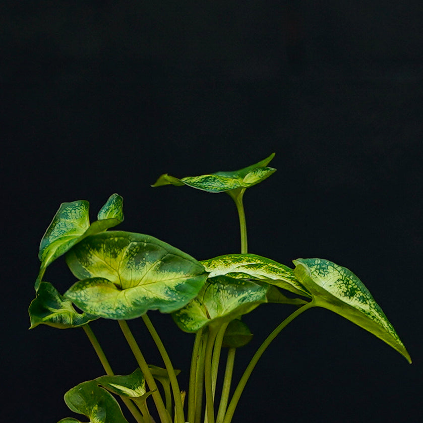 Blad Syngonium Pixie stekje