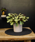 Calathea | Ctenanthe Amagris | 30cm | met pot naar keuze