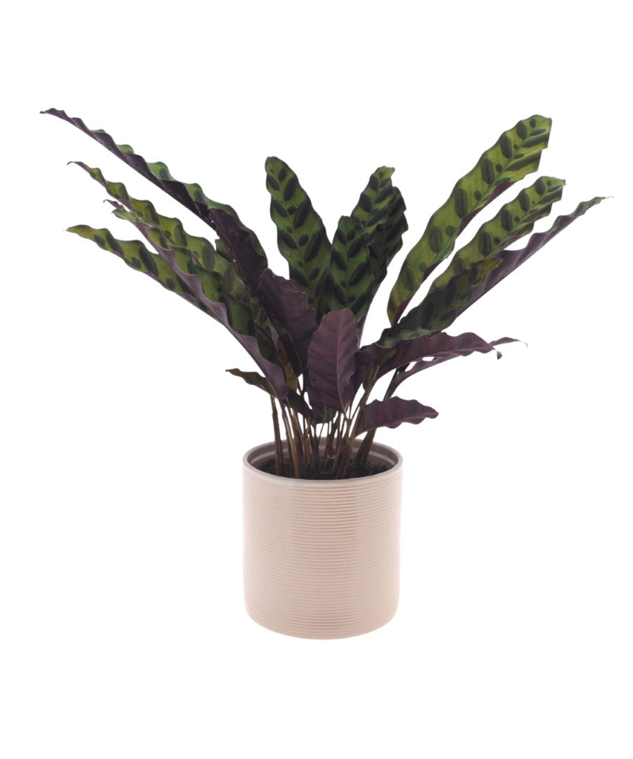 Calathea | Pauwenplant | 35cm | met pot naar keuze