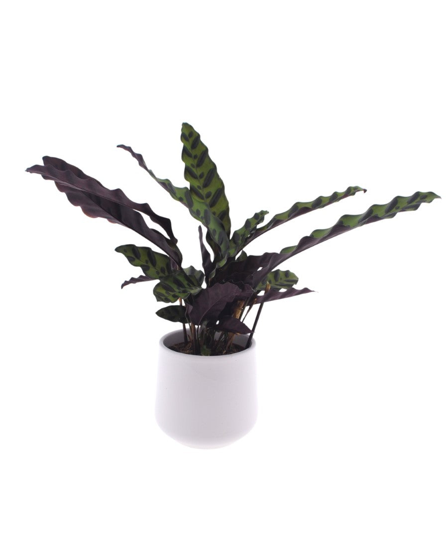 Calathea | Pauwenplant | 35cm | met pot naar keuze