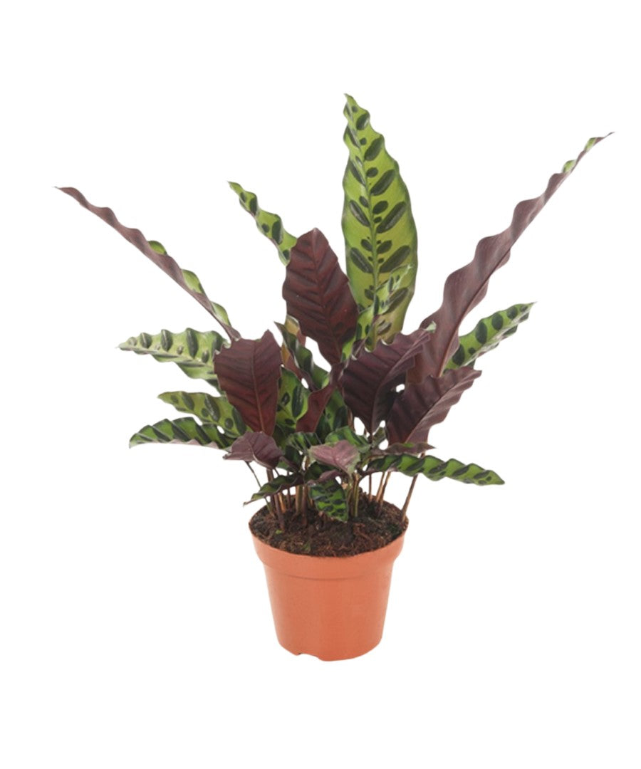 Calathea | Pauwenplant | 35cm | met pot naar keuze