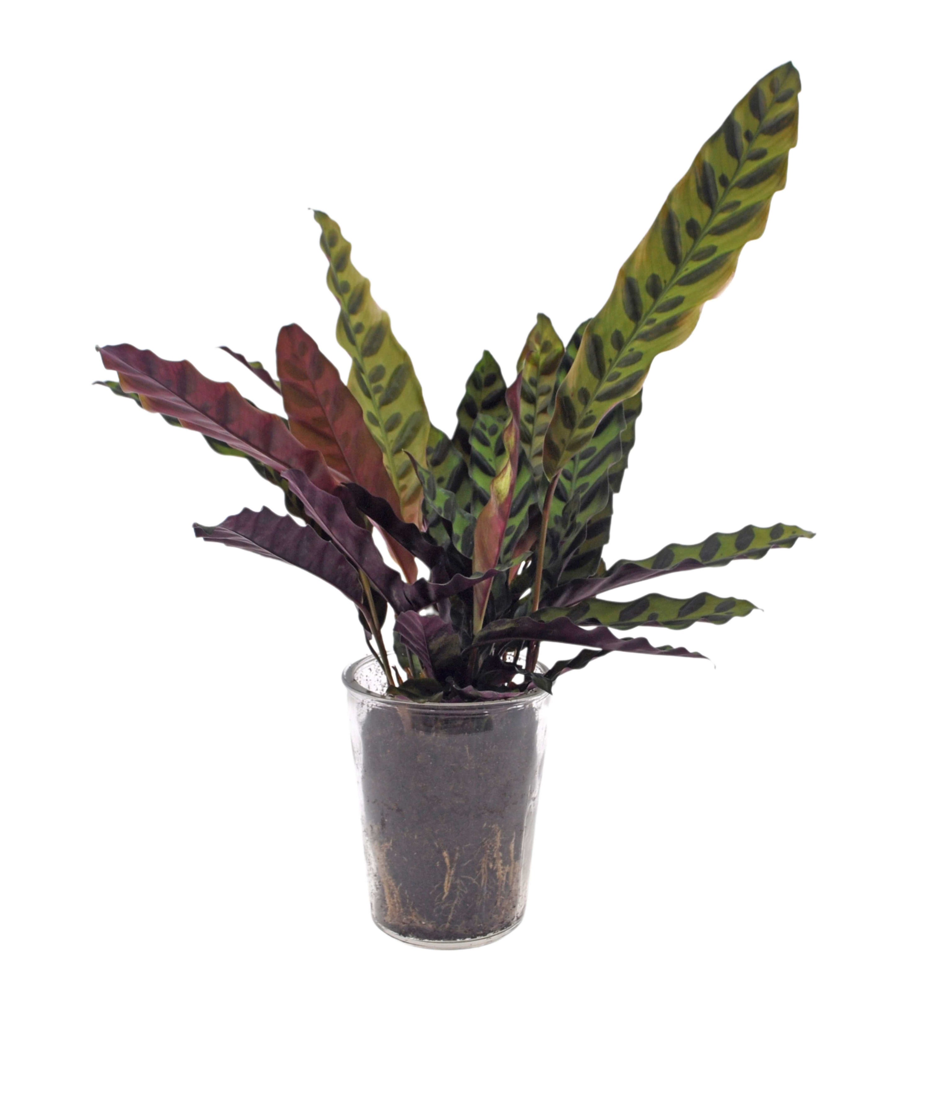 Pauwenplant, Calathea Insignis, in glazen vaas