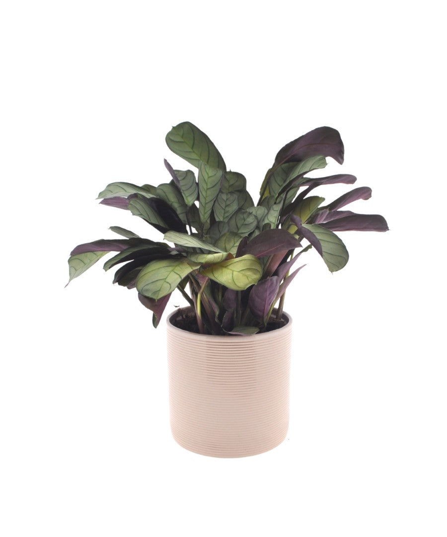 Calathea | Ctenanthe Amagris | 30cm | met pot naar keuze