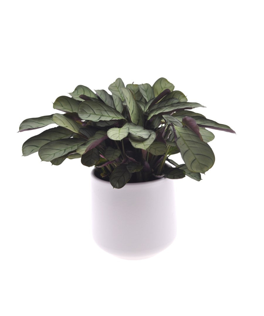 Calathea | Ctenanthe Amagris | 30cm | met pot naar keuze