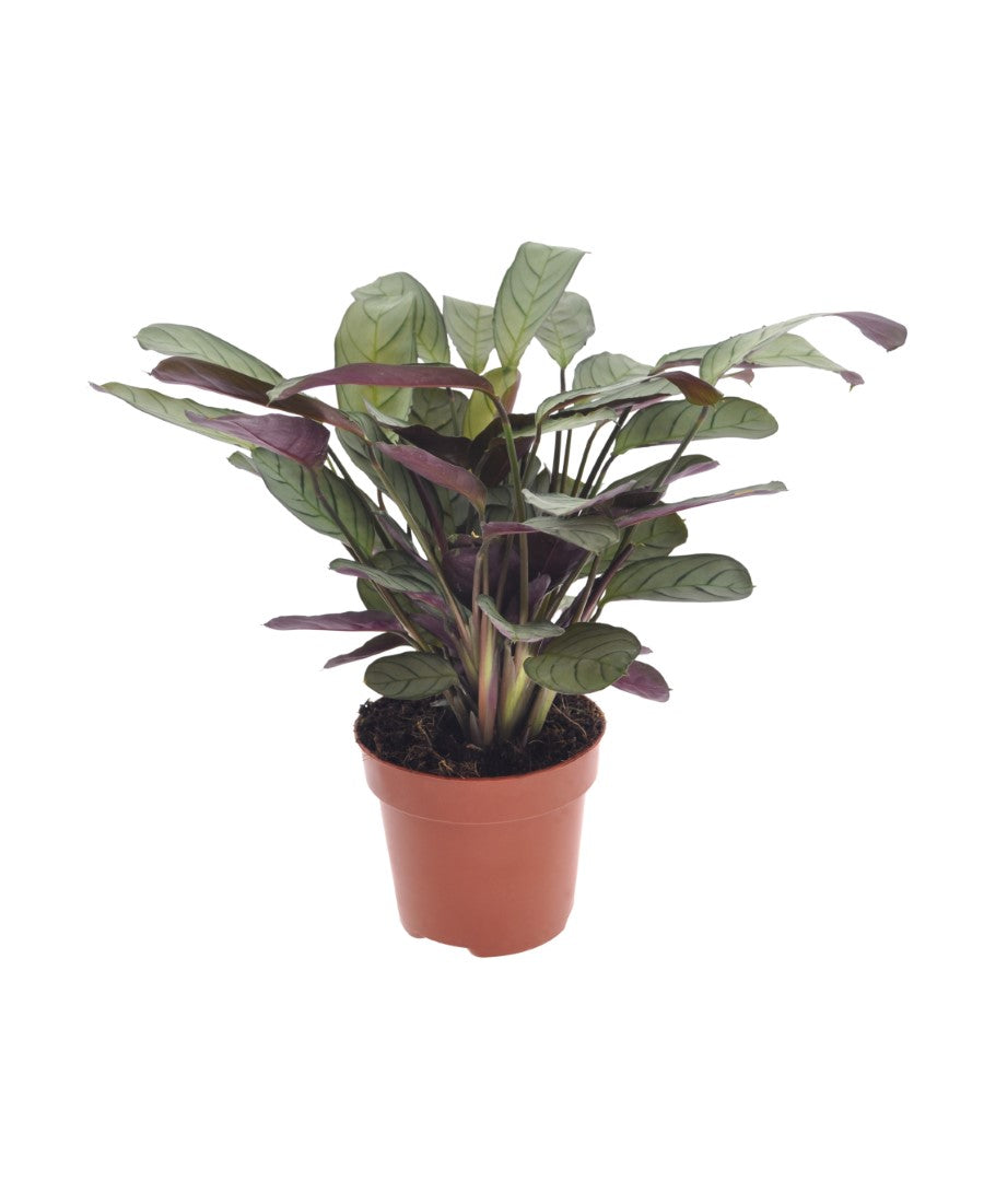 Calathea | Ctenanthe Amagris | 30cm | met pot naar keuze