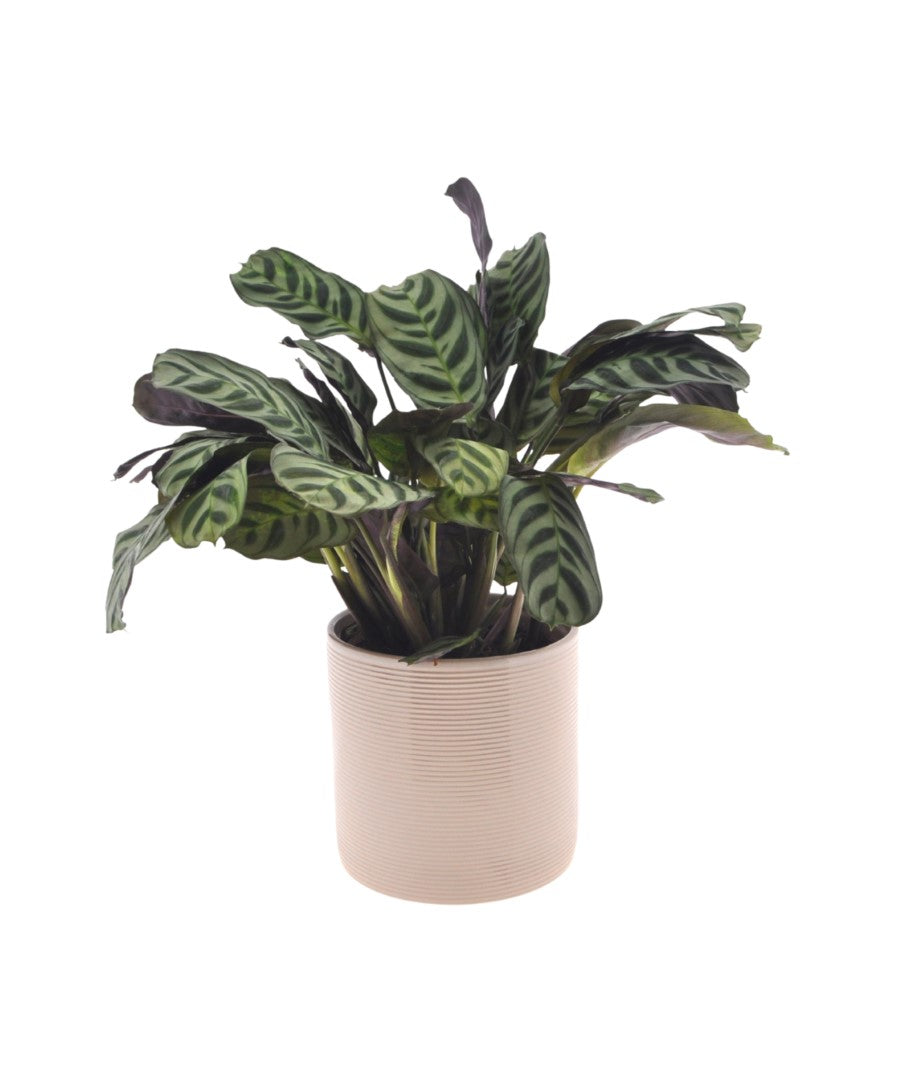 Calathea | Ctenanthe Burle Marxii | 35cm | met pot naar keuze