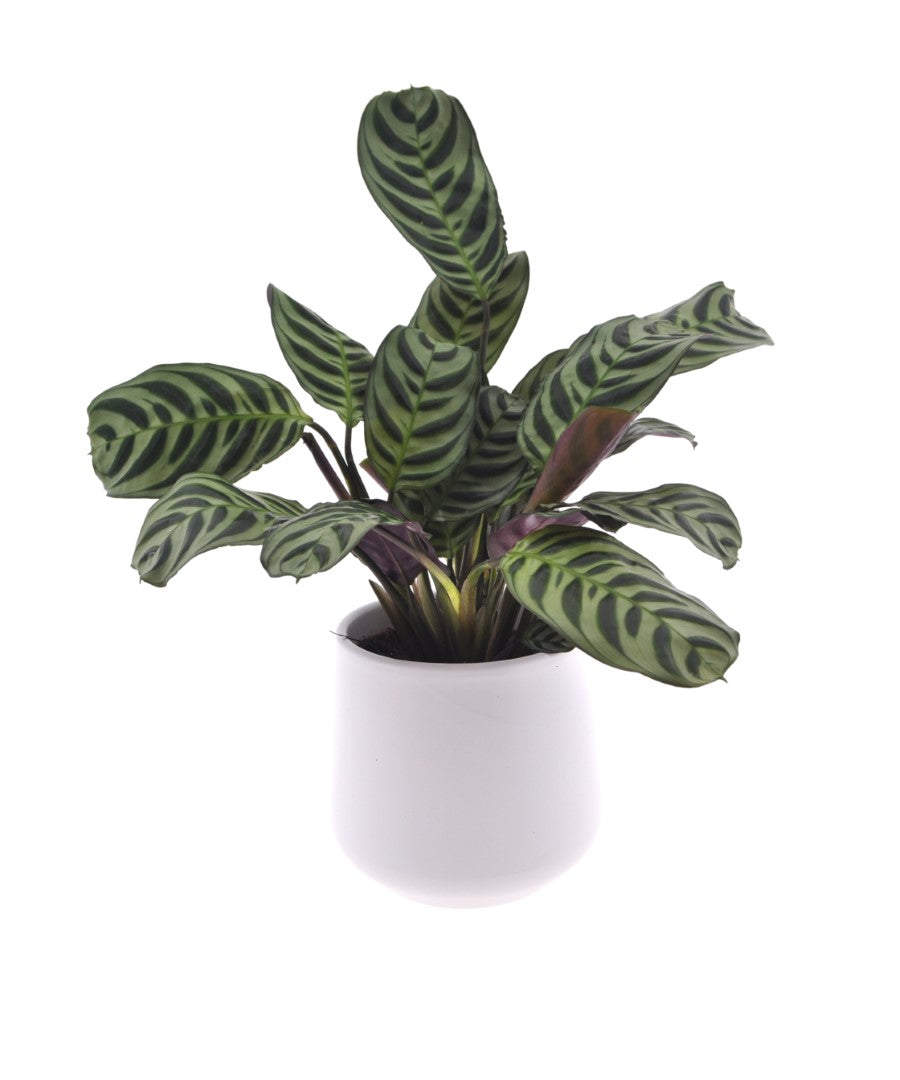 Calathea | Ctenanthe Burle Marxii | 35cm | met pot naar keuze