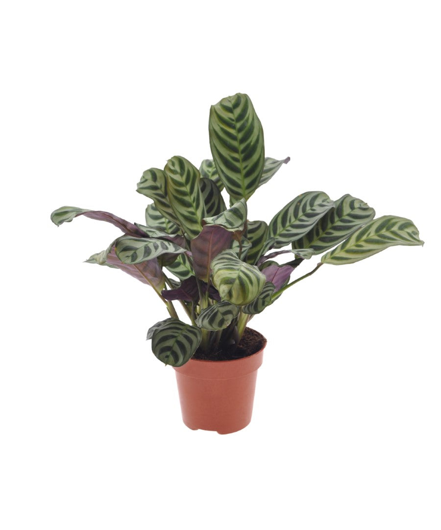 Calathea | Ctenanthe Burle Marxii | 35cm | met pot naar keuze