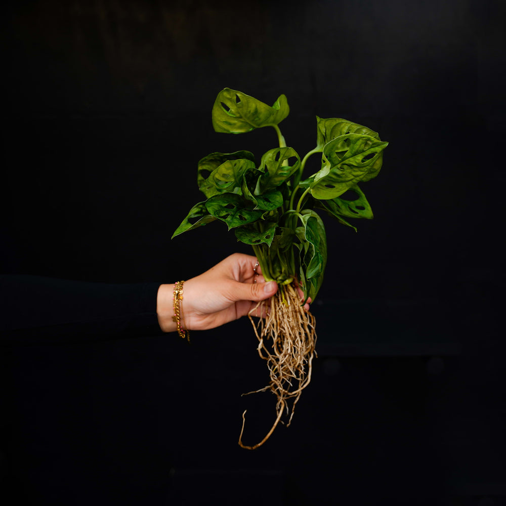 Stekje in water | Monstera Adansonii | Gatenplant | 32cm