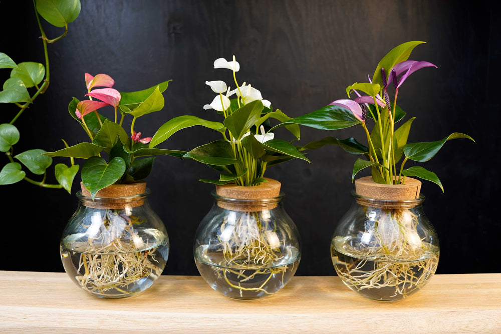 Intenz Anthurium in Bolglas