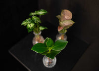 Intenz Berlin Syngonium Pixie - Clusia Princess - Syngonium Neon