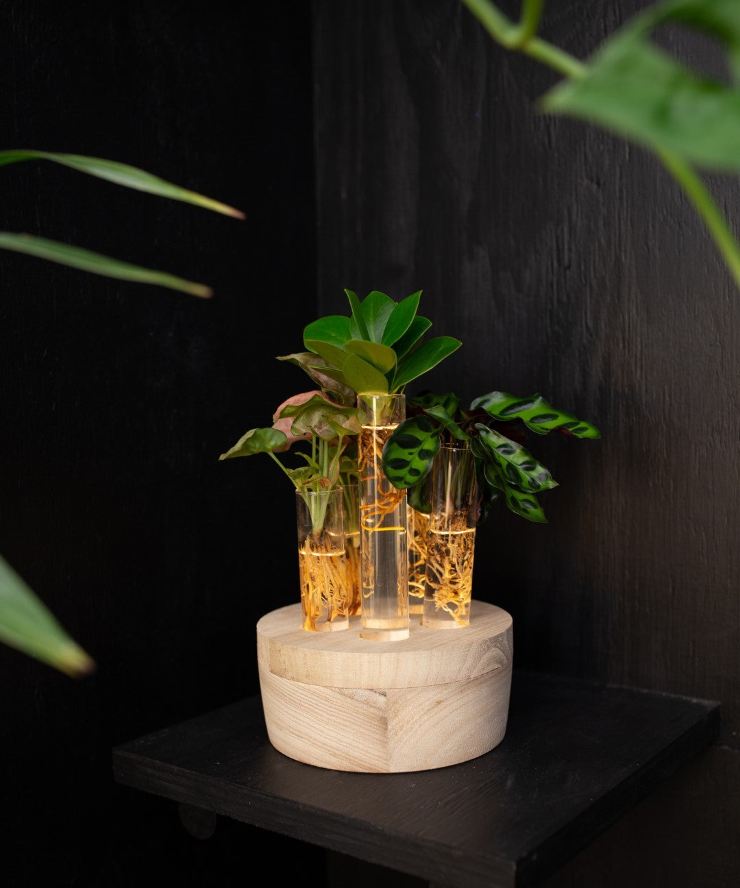 Intenz | Exclusive plants for modern living | Webshop – intenz