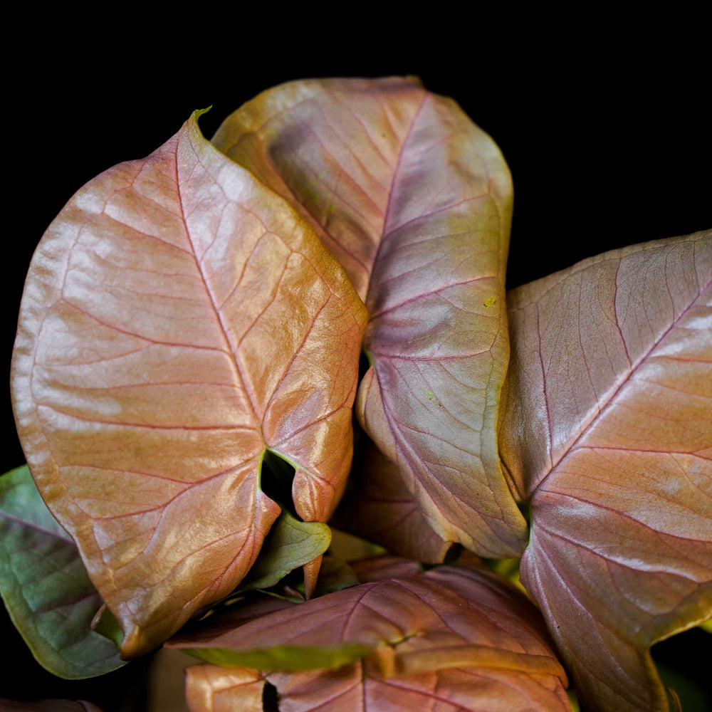 Syngonium Neon blad