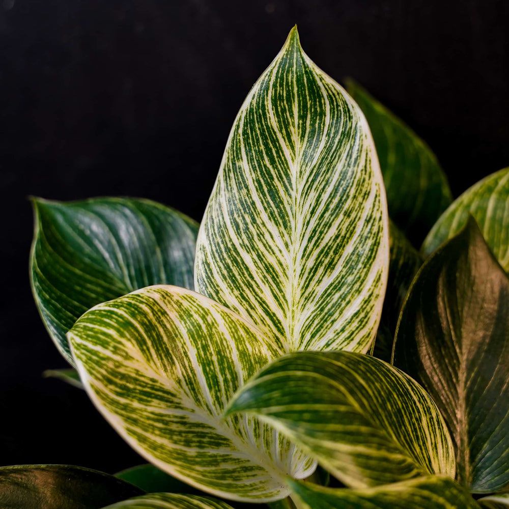 Philodendron White Wave blad