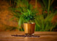 Coffea Arabica koffieplant in gouden pot