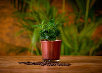 Coffea Arabica koffieplant