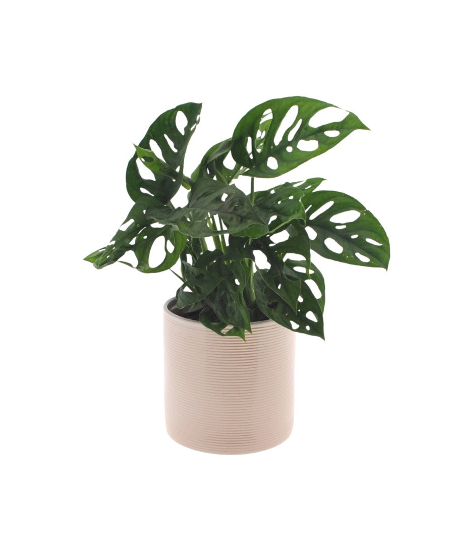 Monstera | Gatenplant | 30cm | met pot naar keuze