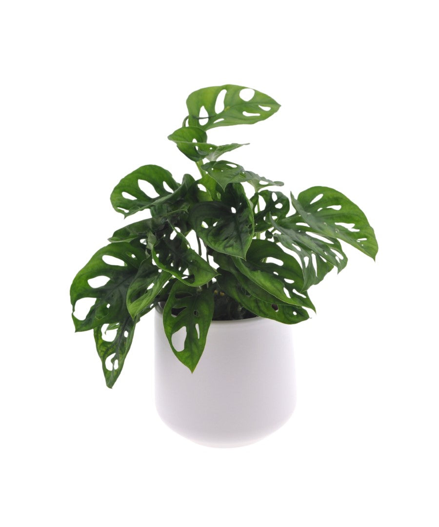 Monstera | Gatenplant | 30cm | met pot naar keuze