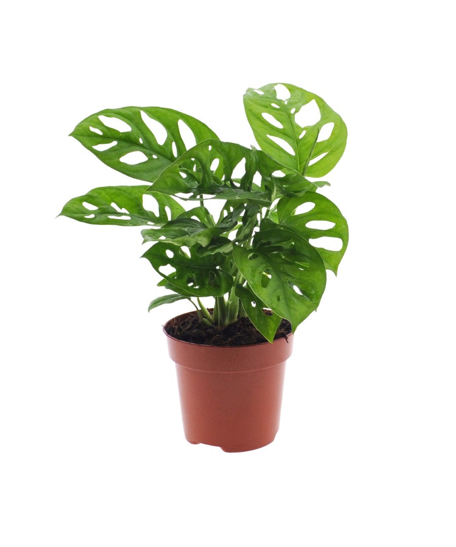 Monstera | Gatenplant | 30cm | met pot naar keuze