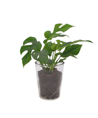 Tropische plant, Monstera Minima, in glazen pot