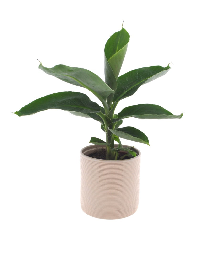 Bananenplant | 30cm | met pot naar keuze