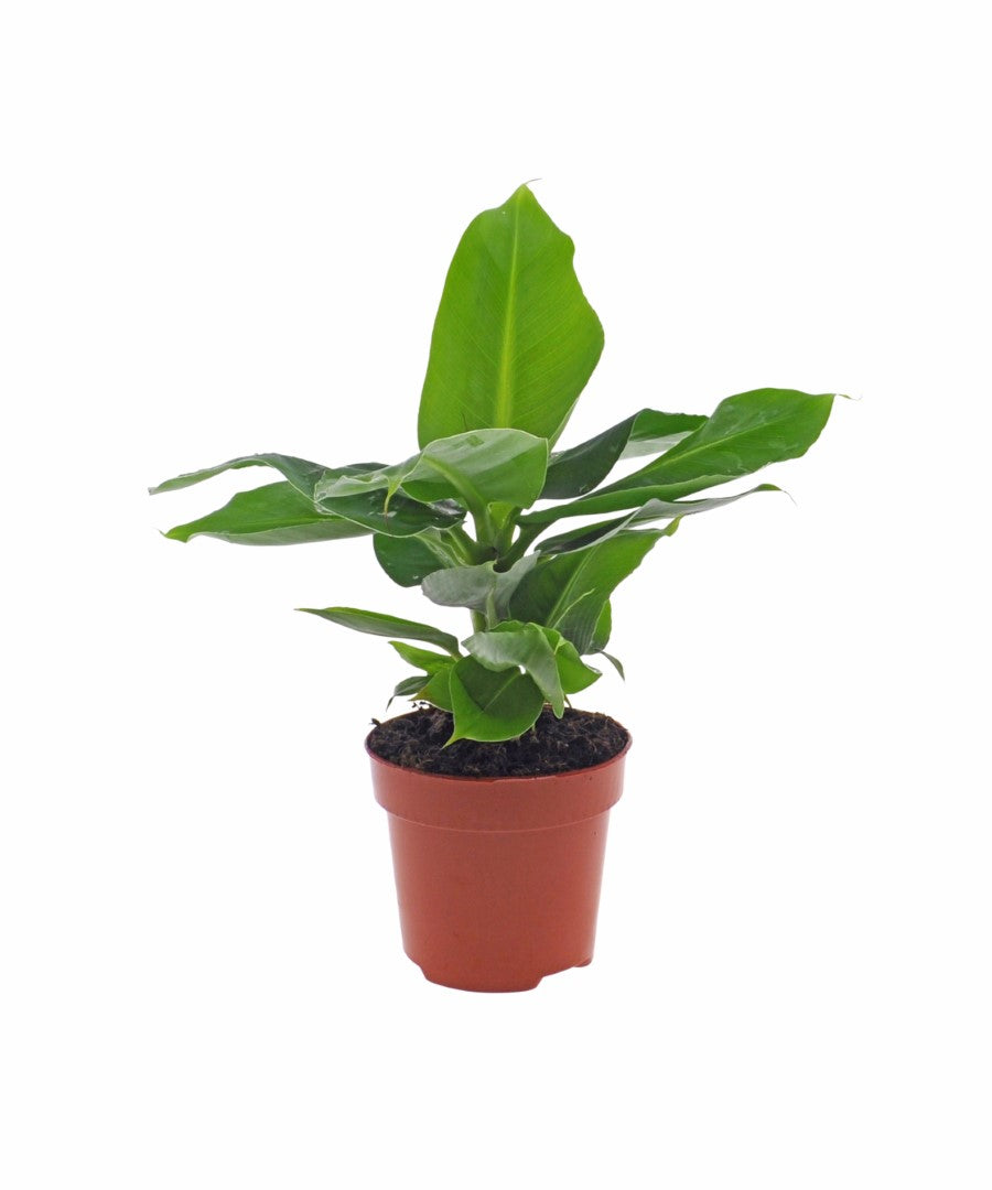 Bananenplant | 30cm | met pot naar keuze