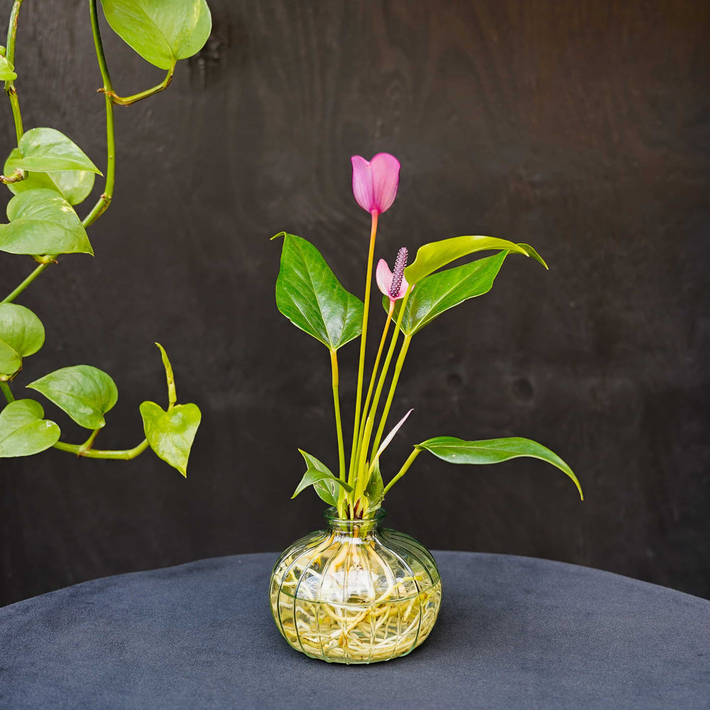 Nela | Anthurium | Hydroponie | mix & match | per stuk