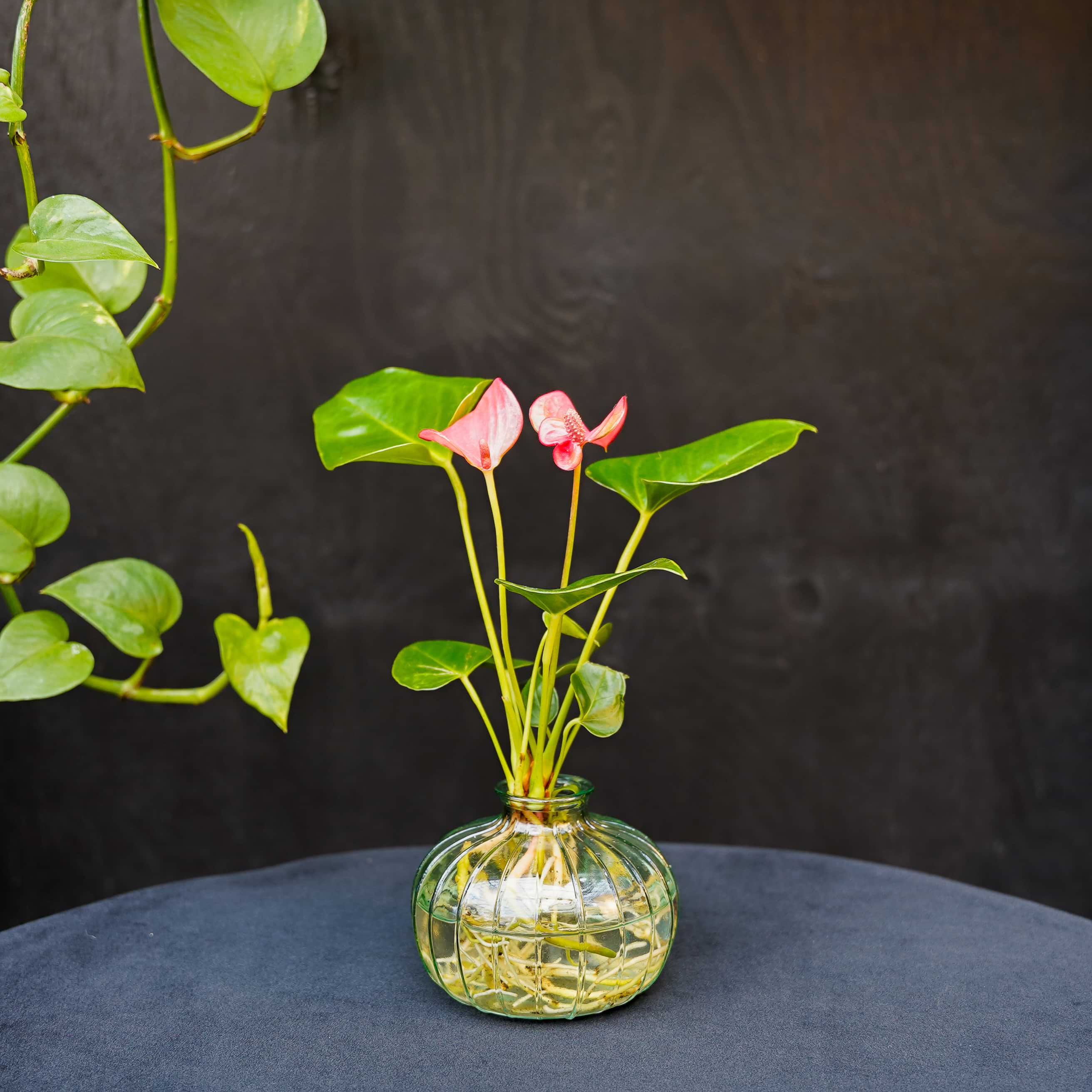 Nela | Anthurium | Hydroponie | mix & match | per stuk