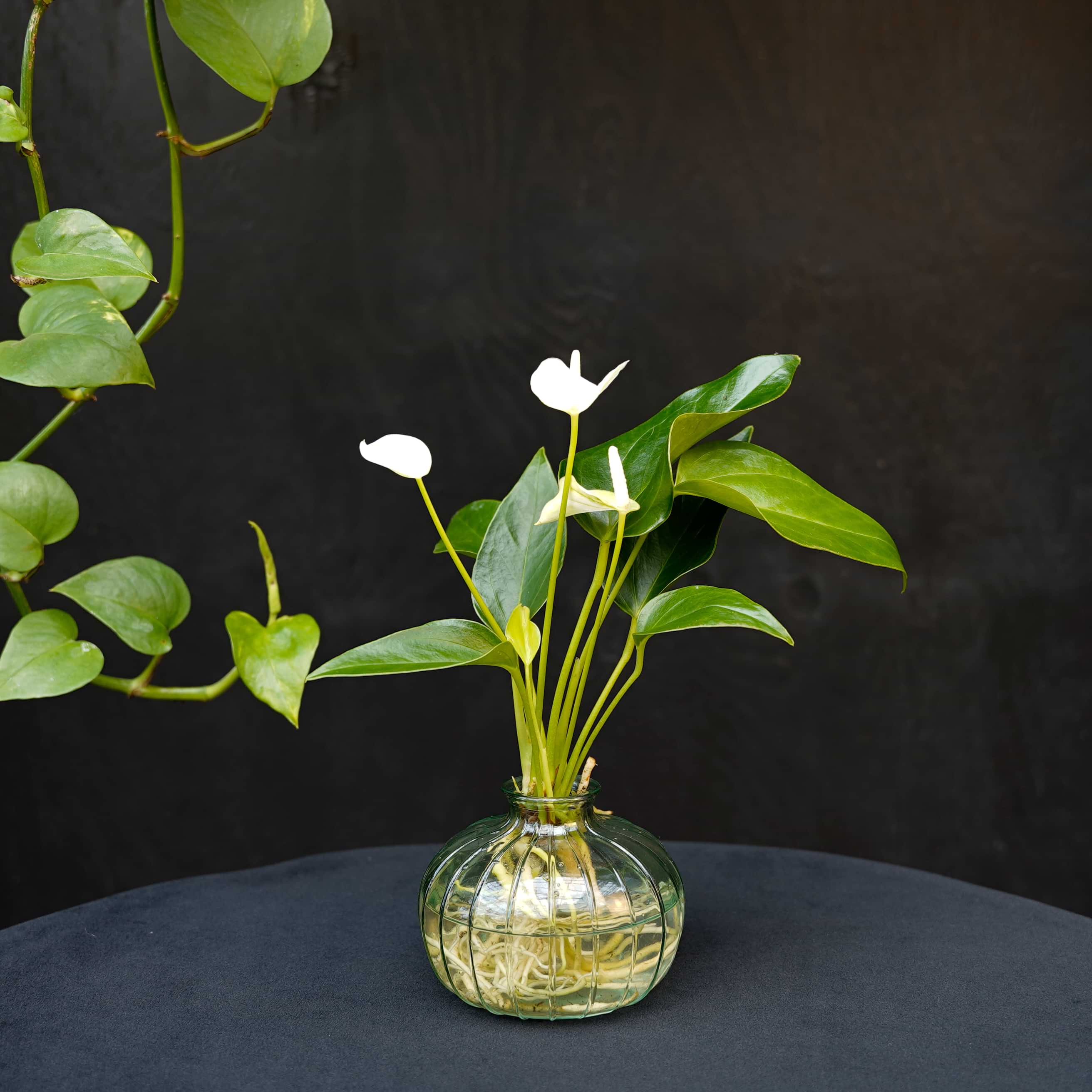 Nela | Anthurium | Hydroponie | mix & match | per stuk