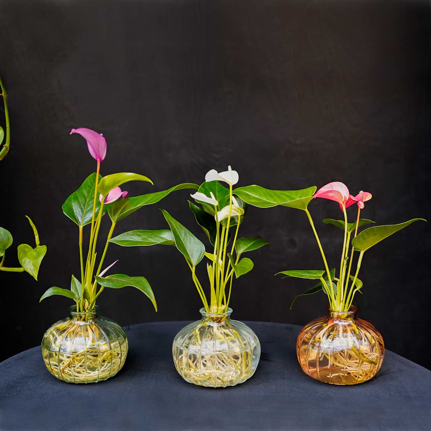 Nela | Anthurium | Hydroponie | mix & match | per stuk