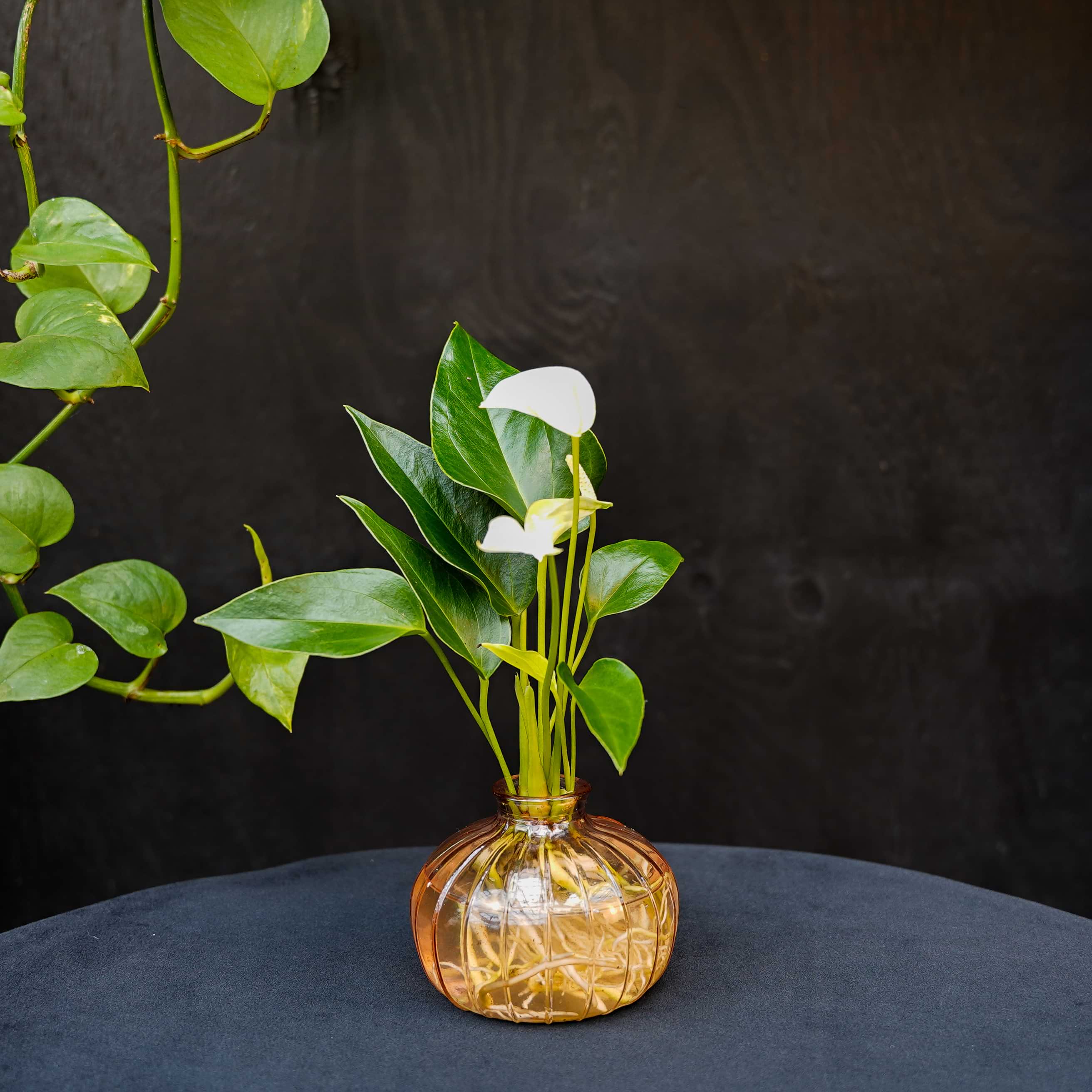 Nela | Anthurium | Hydroponie | mix & match | per stuk