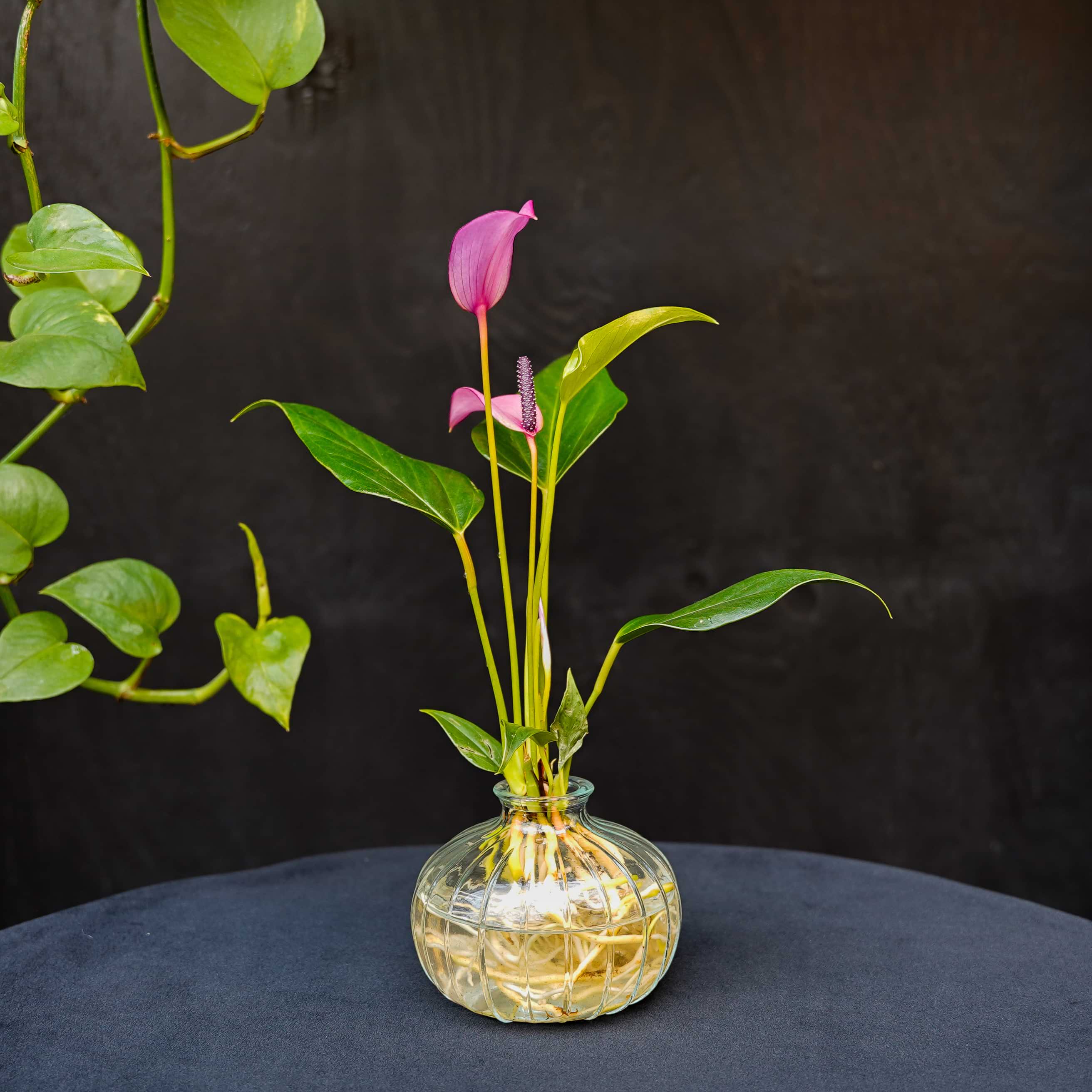 Nela | Anthurium | Hydroponie | mix & match | per stuk