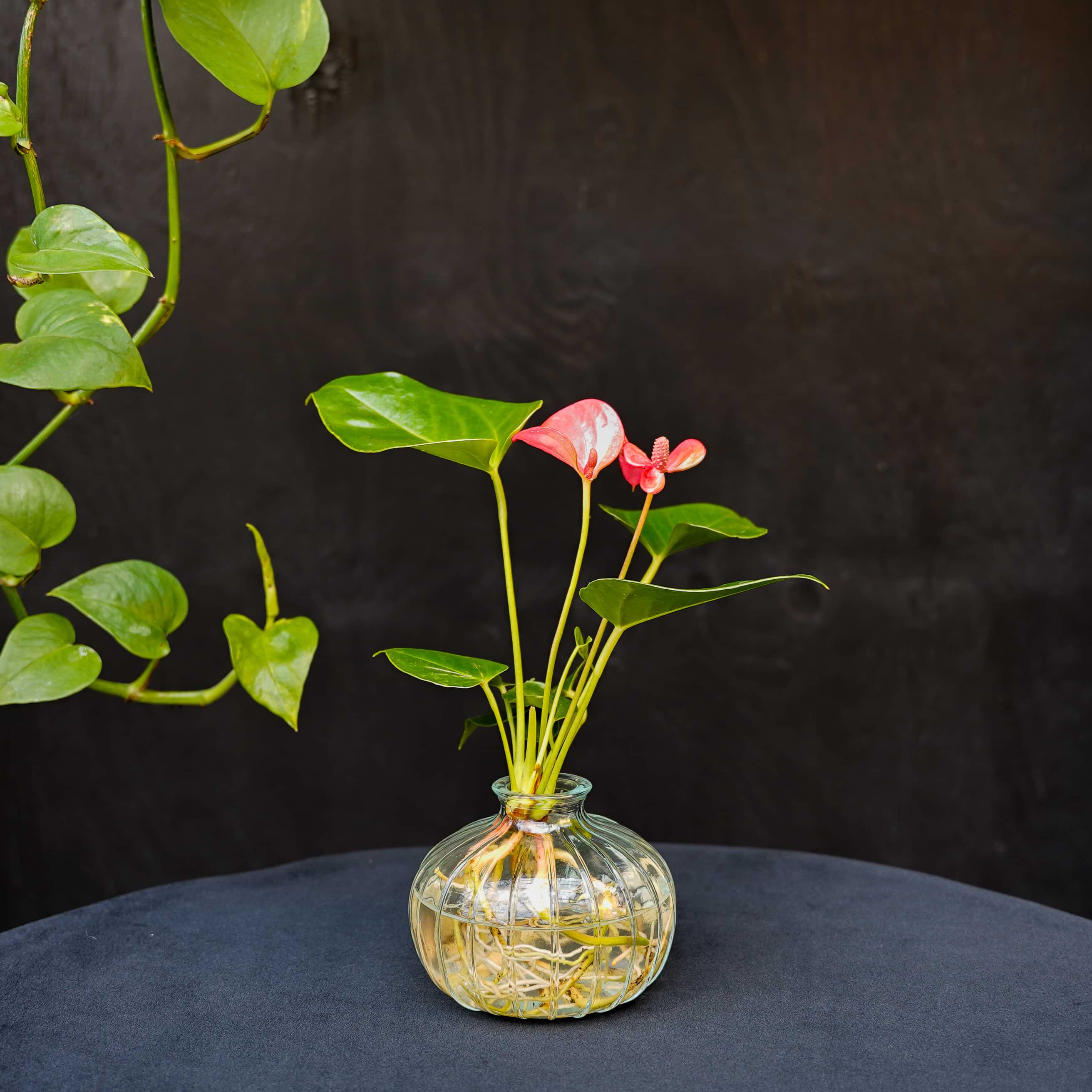 Nela | Anthurium | Hydroponie | mix & match | per stuk