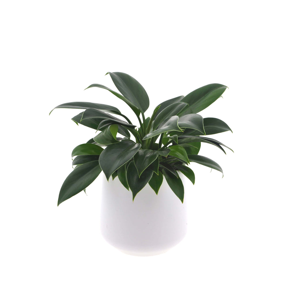 Philodendron Green Princess, incl. witte keramieken pot
