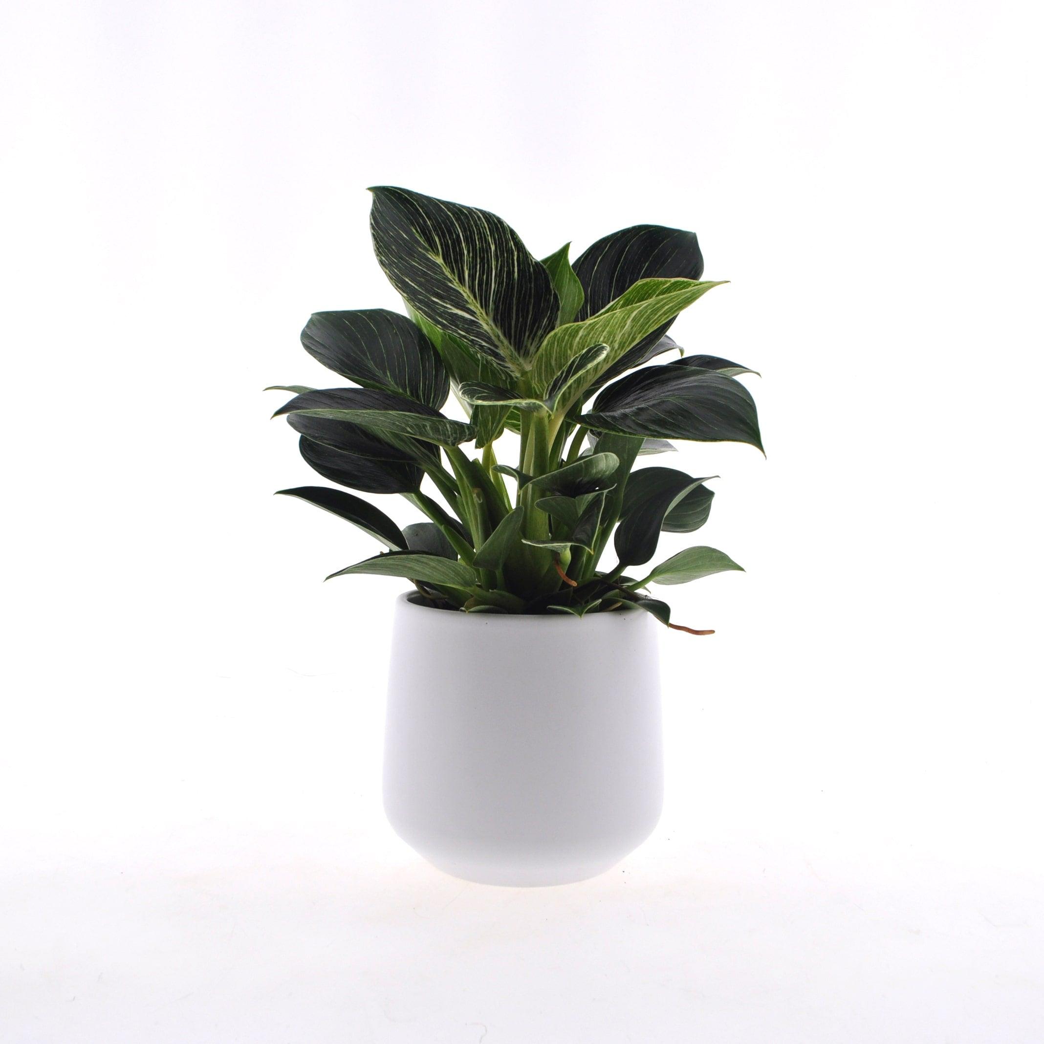 Philodendron White Wave 