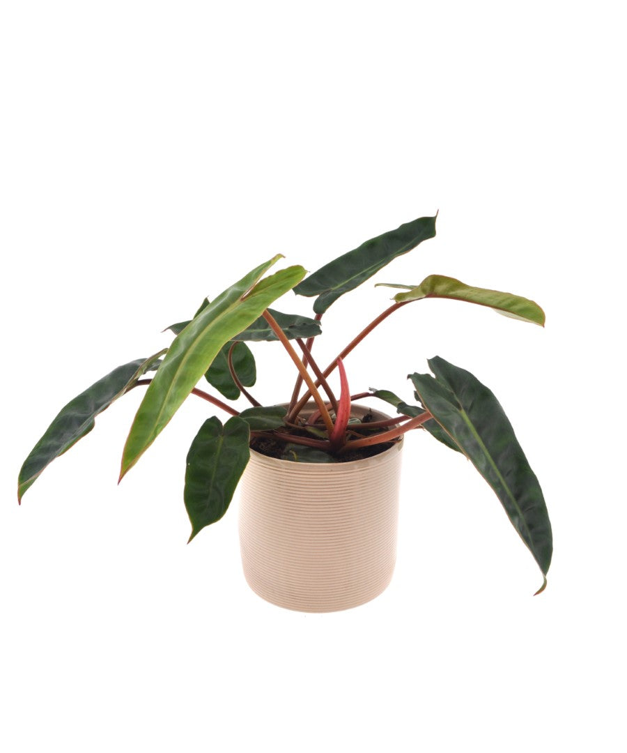 Philodendron Billietiae | 30cm | met pot naar keuze