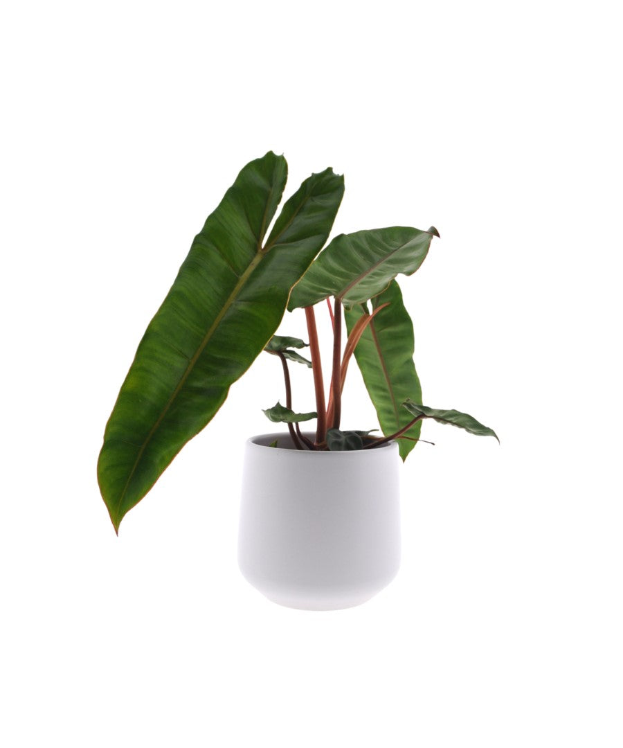 Philodendron Billietiae | 30cm | met pot naar keuze