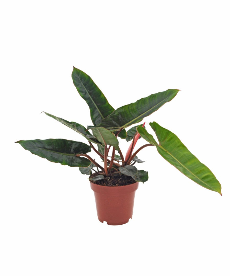 Philodendron Billietiae | 30cm | met pot naar keuze