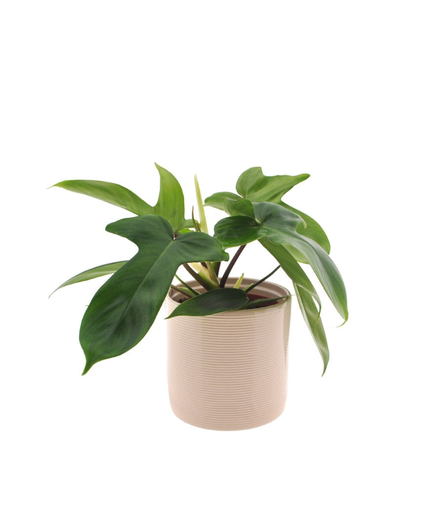 Philodendron Florida Green | 30cm | met pot naar keuze